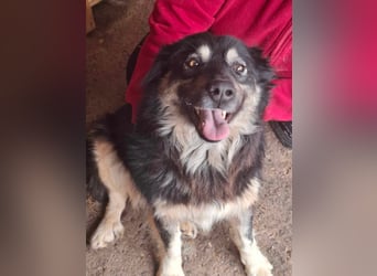 Laika, lebenslustig und menschenbezogen