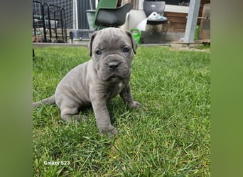 Cane Corso Italiano Welpen