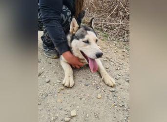 Kona ein trauriger Engel