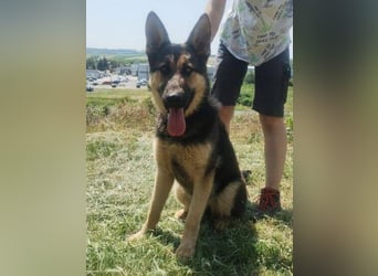 Merida, Schäferhund Mischling