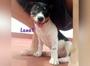 Lana1 geb. 03/2025 (ESP) - verspielte, kleine Bodeguero-Mix Welpin!