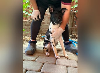 Dalma,  geboren 23.12.2024, 37cm sucht ihr Zuhause
