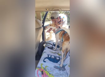 Jumanji – neugieriger Podenco mit liebevollem Wesen