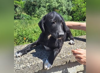 Loki, Mischling