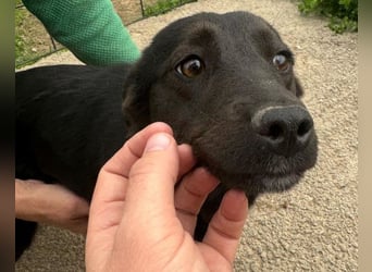 Marla ❤️ sanfte, liebe junge Hündin!