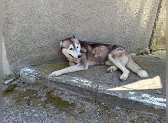 Saphira - liebe, menschenbezogene, aktive Sibirian-Husky-Mix Hündin / z.Zt. noch in Rumänien