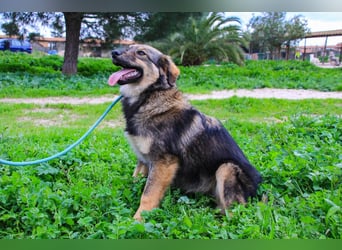 Roslyn, Mix Collie / Schäferhund, lieb und verträglich