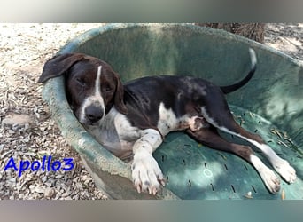 Apollo3 02/2020 (GRC) - ausgeglichener, hübscher Pointer-Mix sucht Zuhause!