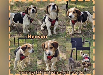 Henson möchte doch alles richtig machen