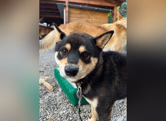 Furyo