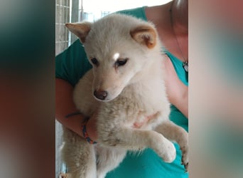 Szines PP – junge Shiba Inu-Hündin sucht geduldiges Zuhause