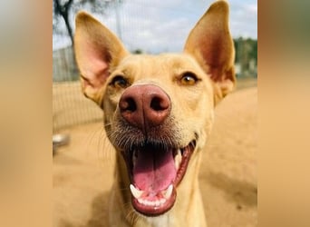 Avi geb. 10/2021 (ESP) - aufgeschlossene und menschenbezogene Labrador-Podenco-Mix Hündin!