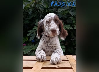 English setter Welpen (3 Rüden, 2 Hündinnen)