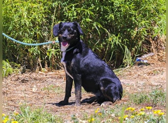 Joia, Mix Labrador / Appenzeller Sennenhund, lieb und sozial