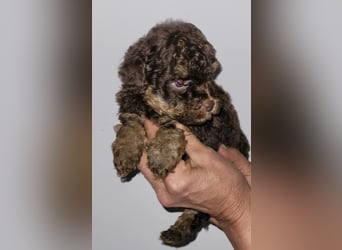 ZWERGPUDEL / TOY 2 männlich braun tan 1 schwarzes Mädchen 1 black tan Mädchen