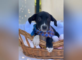 Milo LM - Zuhause gesucht – Neun kleine Hundekinder auf großer Mission