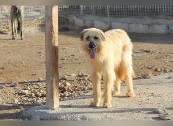 Wakame, wunderbare Dame ihrer Rasse, Gos d Atura /Briard Mix