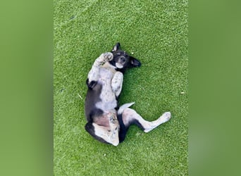 jacko sucht ein zu hause