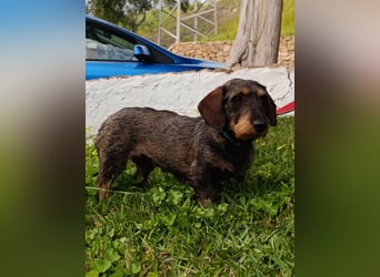 Chapi wartet auf ihre neue Familie