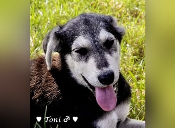 Teddy und seine Geschwister suchen ab September ein Zuhause