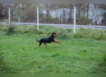 CHICO - rennen, toben, spielen, lernen... ich suche ein Zuhause bei unternehmungslustigen Menschen!