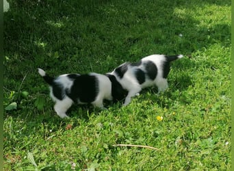 Foxterrier 