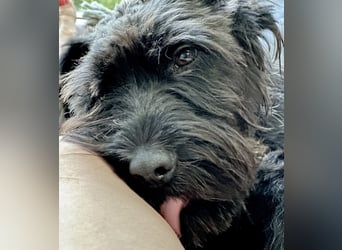 "Pumi“ – junge Schnauzer-Pumi-Mix Hündin sucht ländliches Zuhause