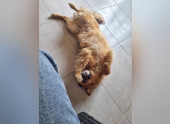 fröhlicher Zumi