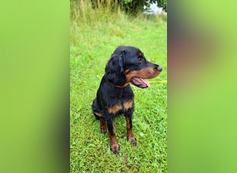 Unser letztes Gordon Setter Mädchen Sally sucht nette Kuschelpartner