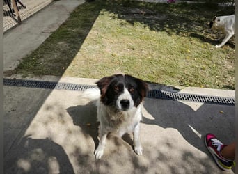 MILLA - Eine Überlebenskämpferin sucht ihr Zuhause Zuhause oder Pflegestelle zum 06.09.2025 gesucht!