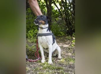 Cili SI – sanfte Foxterrier-Mix-Hündin mit großem Herz sucht ein liebevolles Zuhause