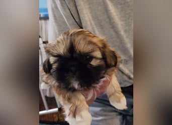 Reinrassige Shih Tzu 9 Wochen alt