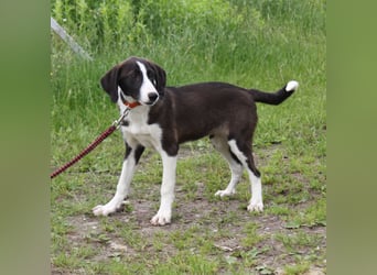 Stella - Familienanschluss gesucht