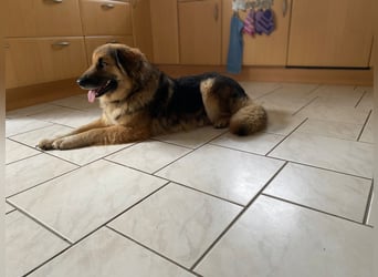 Betty, sehr liebe , ruhige und intelligente Hündin sucht Traumplatz