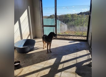 FEBRUAR ❤ EILIG! sucht Zuhause oder Pflegestelle