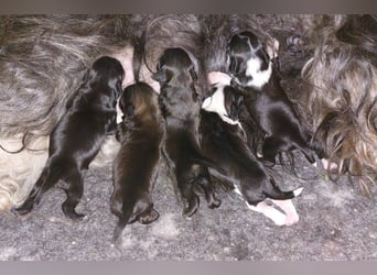 Kirsei-Kra Tibet Terrier Welpen ( VDH / ILT )