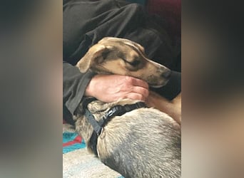 Luka sucht sein Zuhause!