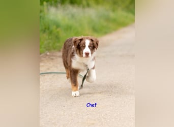 Australian Shepherd Welpen Rüden, ASCA