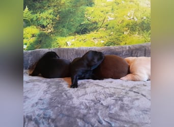 Reinrassige Labradorwelpen