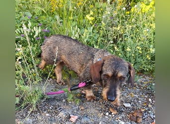 Chapi wartet auf ihre neue Familie