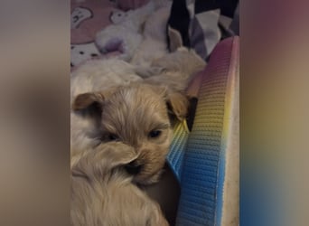 Maltipoo Welpen Rüde