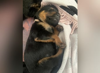 Rottweiler Schäferhund Mischling