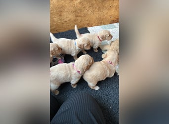 Golden Retriever Welpen