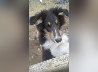 Colliekind - Bübchen - MOONSHADDOW