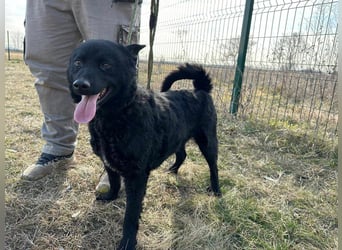 Negro, geb. 01.05.2021, 52 cm, möchte endlich von seinen Menschen entdeckt werden