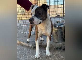 Momo ❤️ loyal, verschmust sucht Zuhause!