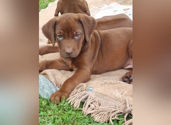 Rhodesian Ridgeback Welpen mit Papieren -Livernose-