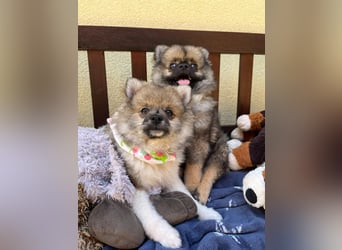 Bonnie SR - Spitz-Prinzessin sucht ihr Für-immer-Zuhause