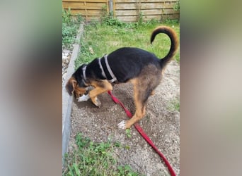 Tadeus sucht sein Körbchen (59514 Welver)