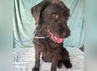 Peggy, Schnauzer-Mix, Hündin, geb. 04.12.2016, ca. 45 cm, ca. 20 kg